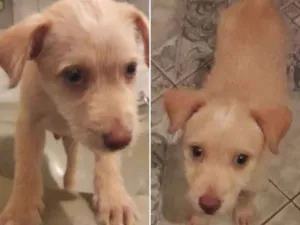 Cachorro raça SRD idade 2 a 6 meses nome Sem nome