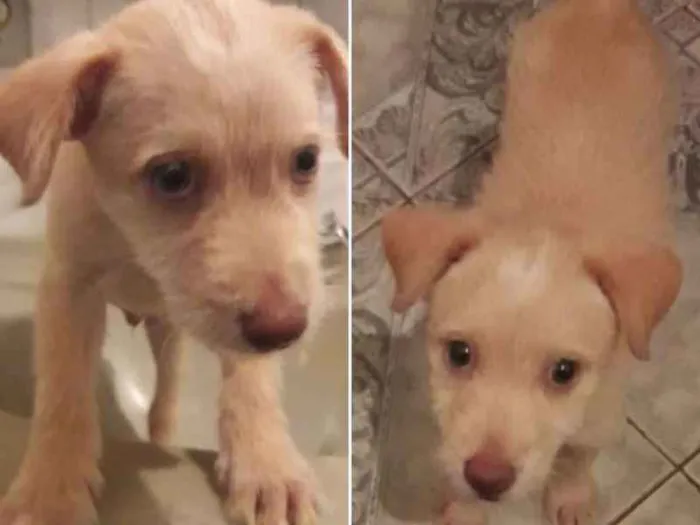 Cachorro ra a SRD idade 2 a 6 meses nome Sem nome