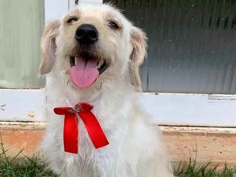 Cachorro ra a SDR idade 5 anos nome Tina 