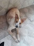Zeca