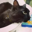 lua