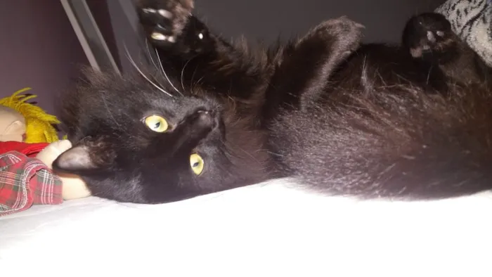 Gato ra a vira lata idade 3 anos nome lua