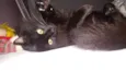 lua