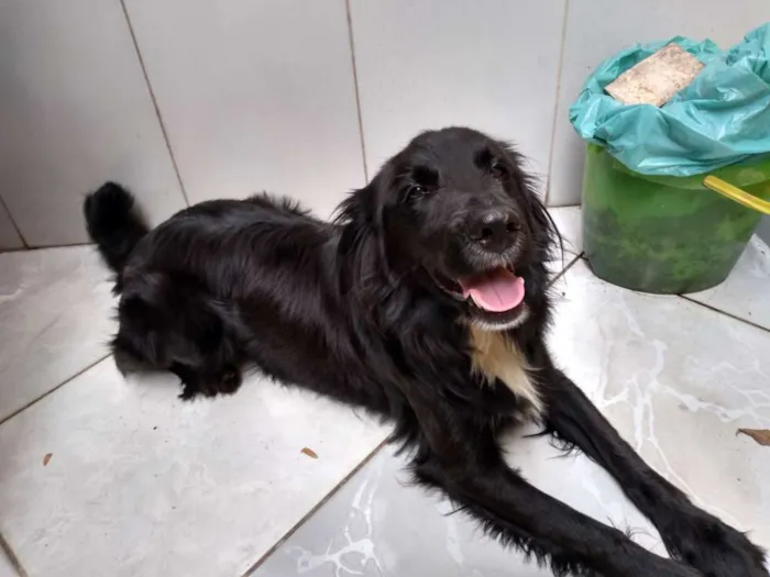Cachorro ra a Não sei.. idade 1 ano nome Negão