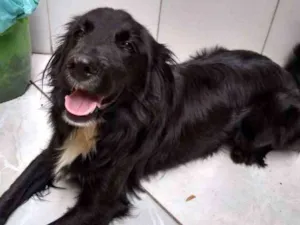 Cachorro raça Não sei.. idade 1 ano nome Negão