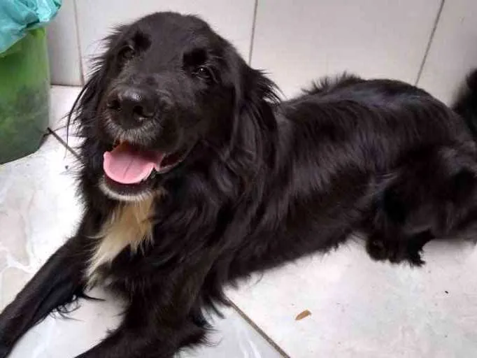 Cachorro ra a Não sei.. idade 1 ano nome Negão