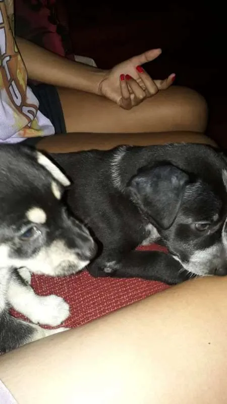 Cachorro ra a Não Definida idade 7 a 11 meses nome ADOTE