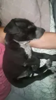 ADOTE