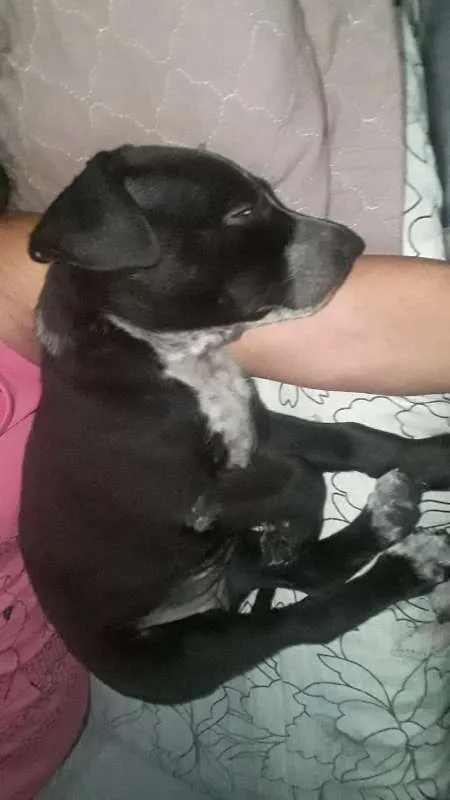 Cachorro ra a Não Definida idade 7 a 11 meses nome ADOTE