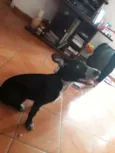 ADOTE