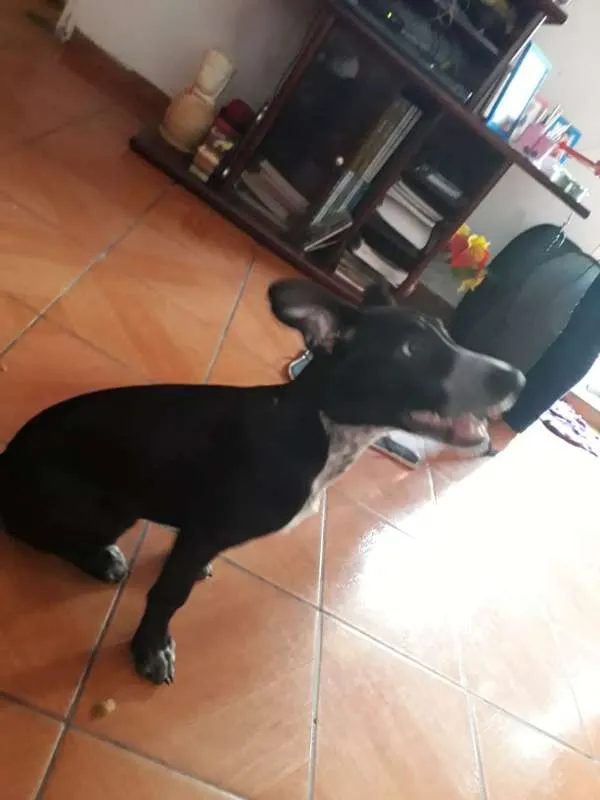 Cachorro ra a Não Definida idade 7 a 11 meses nome ADOTE