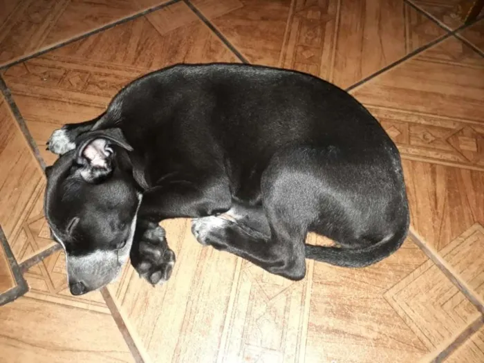 Cachorro ra a Não Definida idade 7 a 11 meses nome ADOTE
