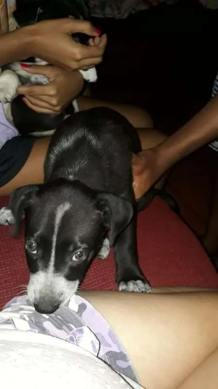 Cachorro ra a Não Definida idade 7 a 11 meses nome ADOTE