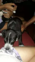 ADOTE