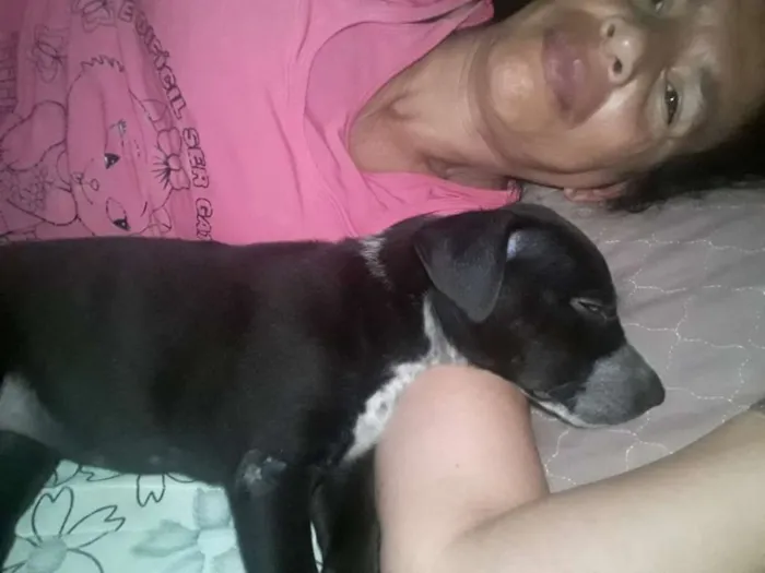 Cachorro ra a Não Definida idade 7 a 11 meses nome ADOTE