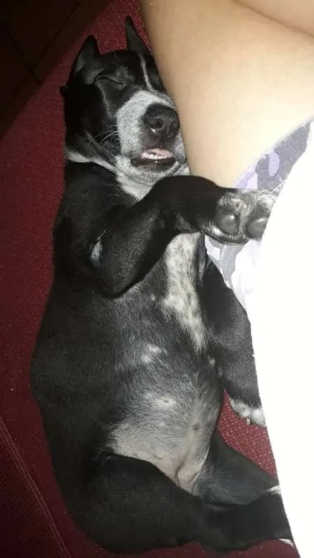 Cachorro ra a Não Definida idade 7 a 11 meses nome ADOTE