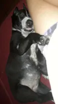 ADOTE