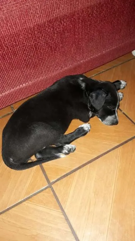 Cachorro ra a Não Definida idade 7 a 11 meses nome ADOTE