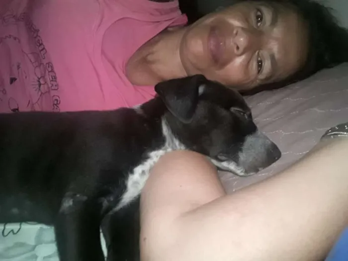Cachorro ra a Não Definida idade 7 a 11 meses nome ADOTE