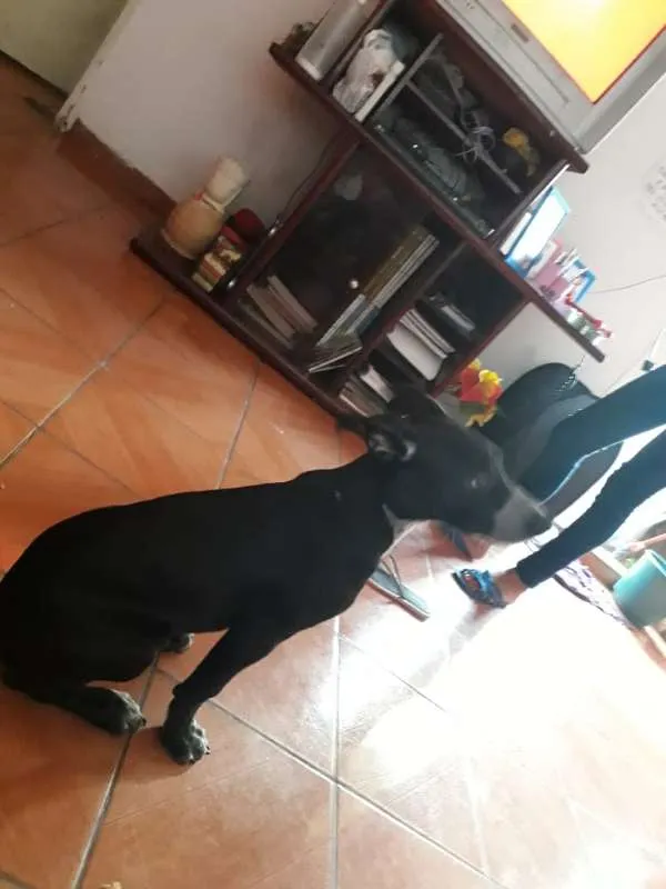 Cachorro ra a Não Definida idade 7 a 11 meses nome ADOTE