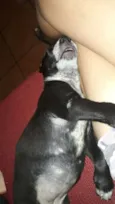 ADOTE