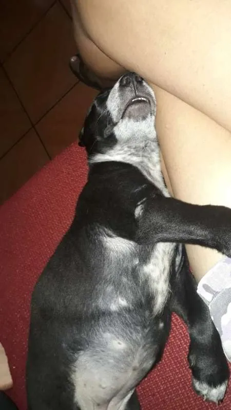 Cachorro ra a Não Definida idade 7 a 11 meses nome ADOTE