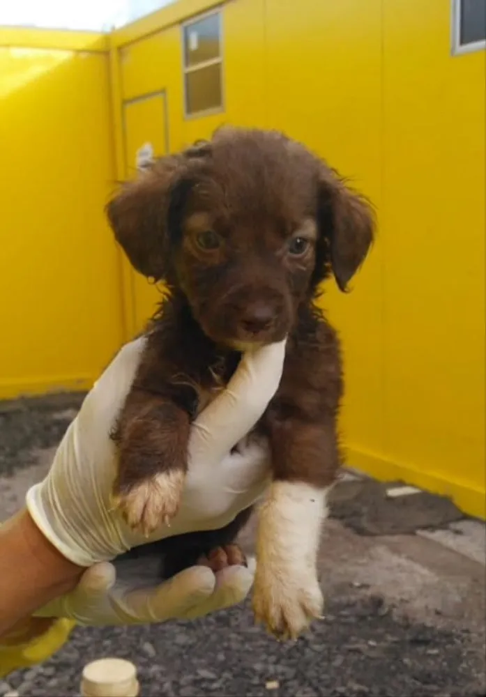 Cachorro ra a SRD idade 2 a 6 meses nome Toddy e irmãos 
