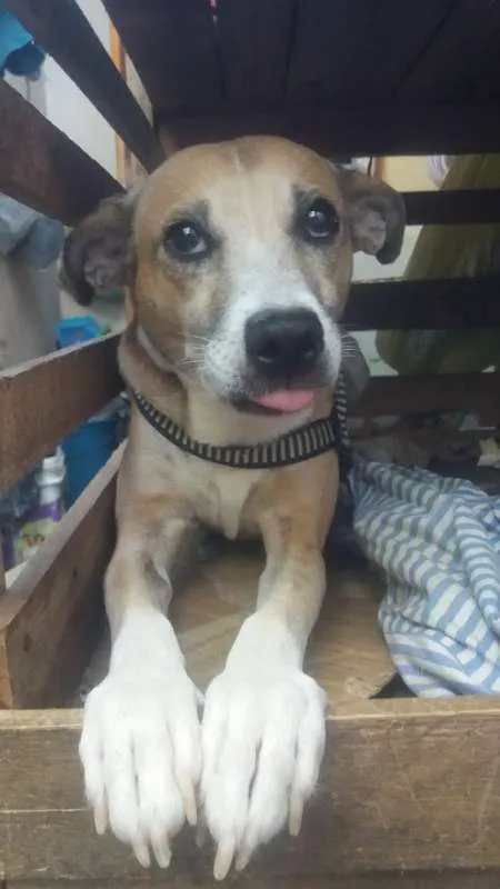 Cachorro ra a SRD idade 1 ano nome GUIDO
