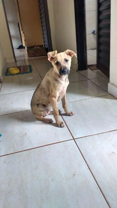 Cachorro ra a Viralata idade 2 a 6 meses nome Sem Nome