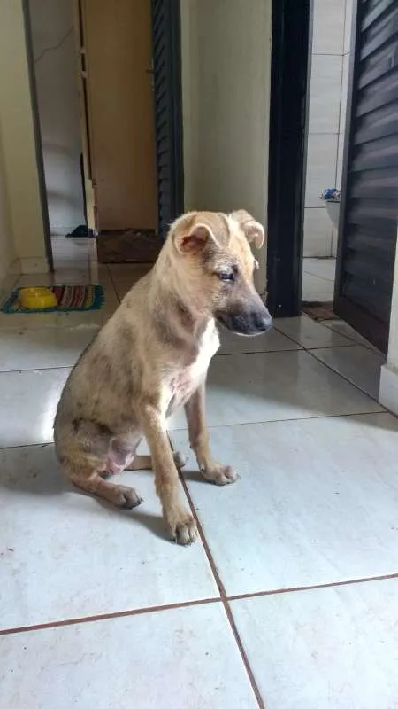 Cachorro ra a Viralata idade 2 a 6 meses nome Sem Nome