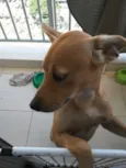 Loki