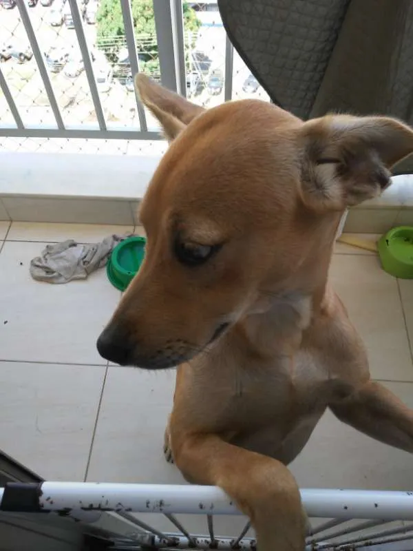 Cachorro raça SRD idade 7 a 11 meses nome Loki