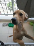 Loki