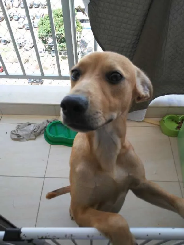 Cachorro raça SRD idade 7 a 11 meses nome Loki