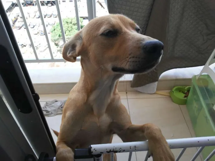 Cachorro raça SRD idade 7 a 11 meses nome Loki