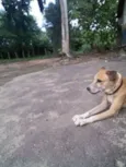 GUIDO