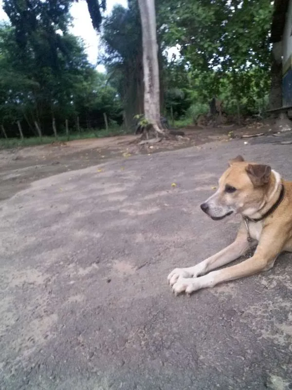Cachorro ra a SRD idade 1 ano nome GUIDO
