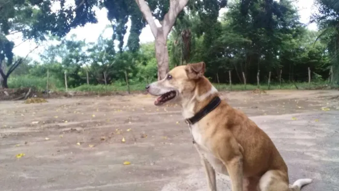 Cachorro ra a SRD idade 1 ano nome GUIDO