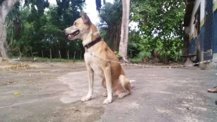 Cachorro ra a SRD idade 1 ano nome GUIDO