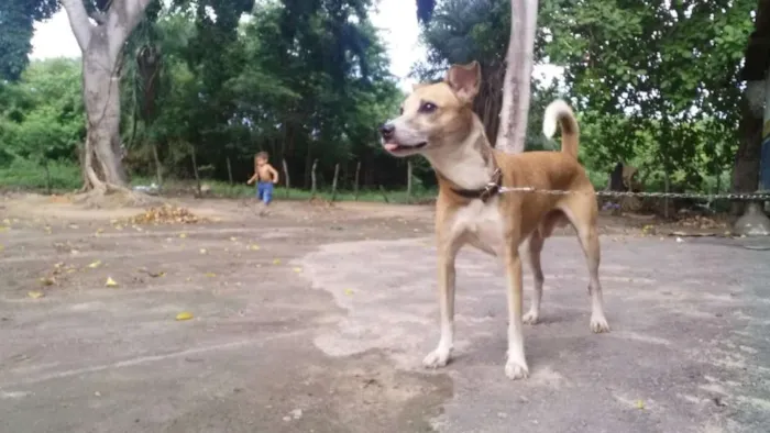 Cachorro ra a SRD idade 1 ano nome GUIDO