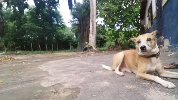 Cachorro ra a SRD idade 1 ano nome GUIDO
