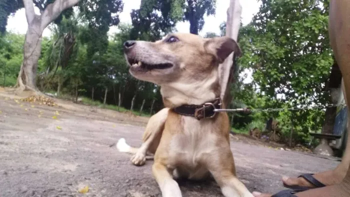 Cachorro ra a SRD idade 1 ano nome GUIDO