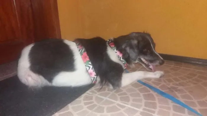 Cachorro ra a SRD idade 1 ano nome Floca CASTRADA