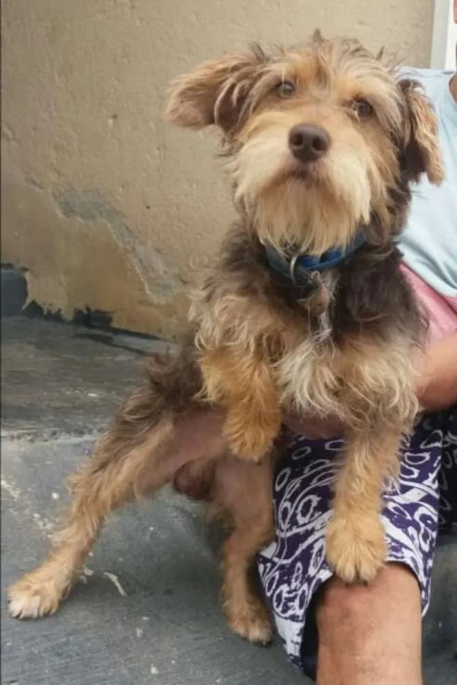 Cachorro ra a Mestiço Schnauzer  idade 1 ano nome Jubis