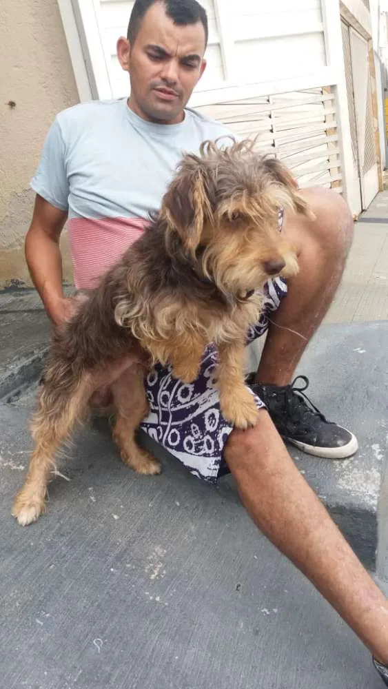 Cachorro ra a Mestiço Schnauzer  idade 1 ano nome Jubis