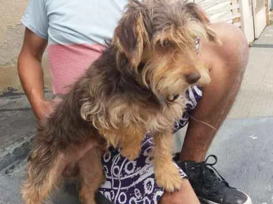 Cachorro ra a Mestiço Schnauzer  idade 1 ano nome Jubis