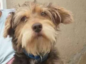 Cachorro raça Mestiço Schnauzer  idade 1 ano nome Jubis
