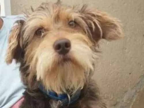 Cachorro ra a Mestiço Schnauzer  idade 1 ano nome Jubis