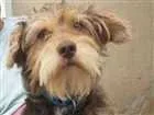 Cachorro raça Mestiço Schnauzer  idade 1 ano nome Jubis