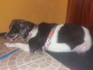 Cachorro raça SRD idade 1 ano nome Floca CASTRADA